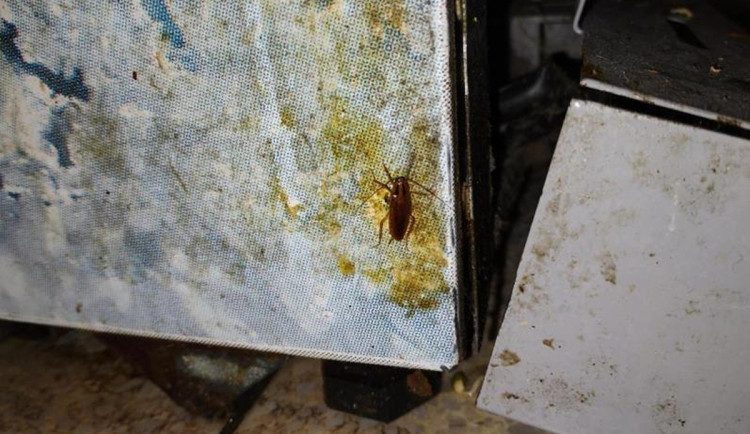 Špína, plíseň i hmyz. Inspektoři zavřeli bistro v Hodoníně