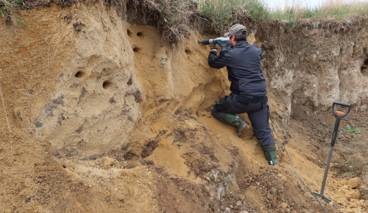 Břehule si nory v novém sídlišti nedokázaly vyhrabat, pomoci musely ruční vrtačky