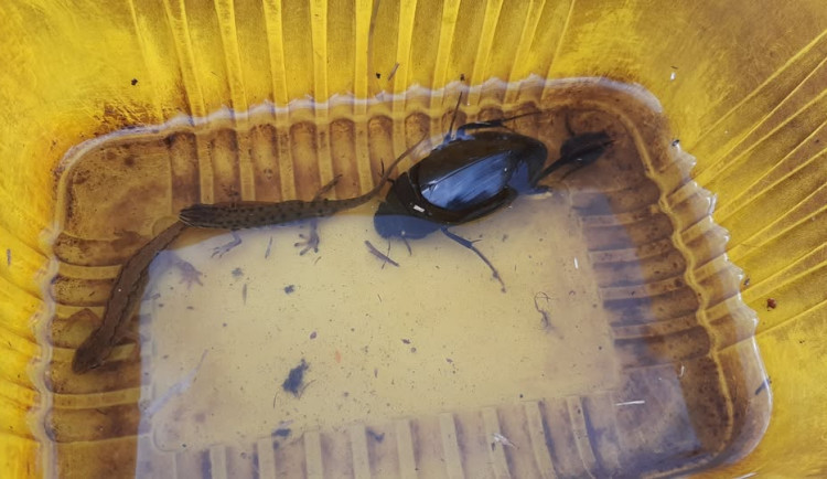 Největší vodní brouk v Evropě žije v tůních v Litovelském Pomoraví. Může mít přes pět centimetrů