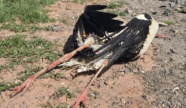 V Jilemnici zahynul po roce na elektrickém vedení další čáp. O osudu vajec rozhodne příroda