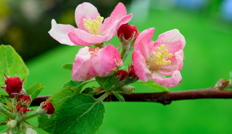 Jablonec připravuje návrat starých odrůd jabloní do zahrad města, u příležitosti výročí