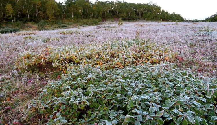 V noci přijde do Olomouckého kraje silný mráz. Může poškodit kvetoucí stromy a plodiny