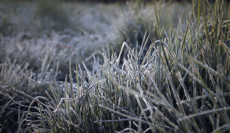 Meteorologové varují před mrazivými rány, hrozí pomrznutí ovocných stromů