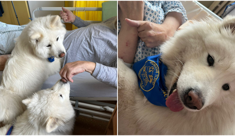 Huňatí terapeuti pomáhají dětským pacientům i lidem s depresemi