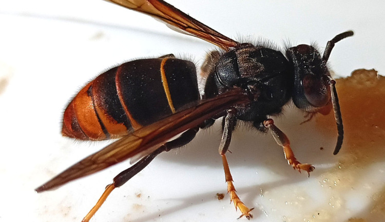 První letošní záchyt nebezpečné sršně asijské v Česku, přijela autobusem