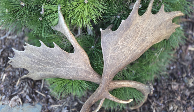 Parohy na zemi nejsou suvenýr. Nechejte je v přírodě, prosí brněnští lesníci