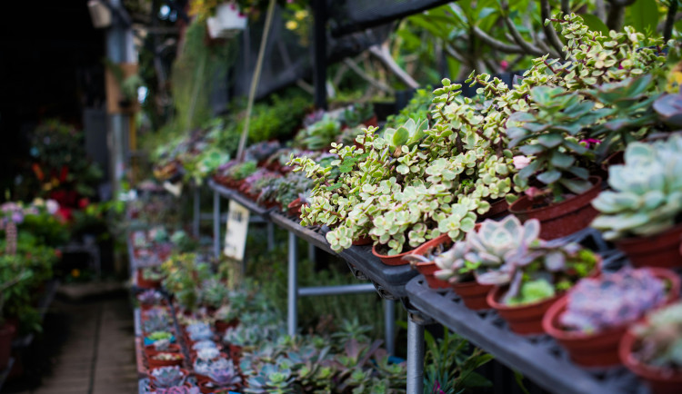 Polák kradl v brněnském květinářství, strážníci ho připravili o věneček