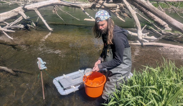 VIDEO: Živé fosilie v řece Moravě. Ochránci přírody vypustili do vody tisíce malých jeseterů