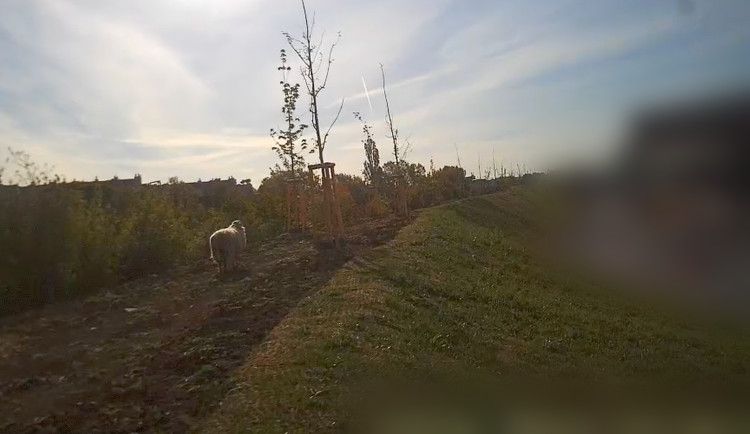 Kolem kolejí ve Slatině pochodovala ovce. Strážníci zvíře chytili a vrátili do výběhu