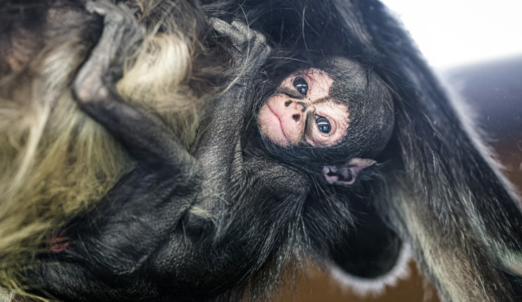 V pražské zoo se narodila pavoučí opice. Z volné přírody mizí závratným tempem