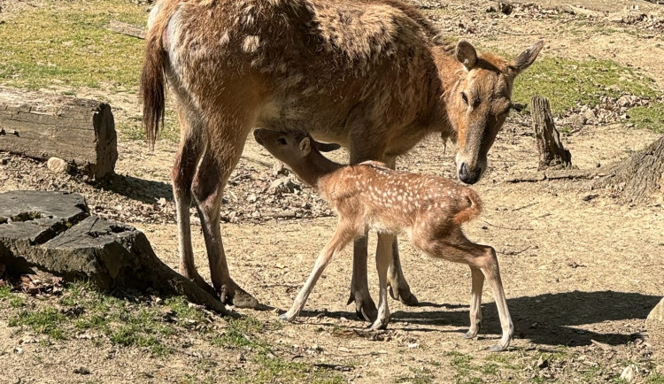 V brněnské zoo mají mládě jelena milu. Vzácný kopytník se takřka vrátil ze záhrobí