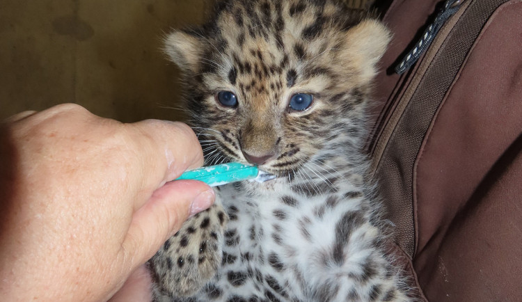 Rozkošné kočičí hvězdy: lidé se rozplývají nad malými levharty a gepardy ze Zoo Olomouc
