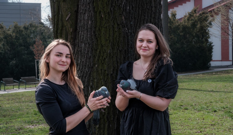 Lidé je vyšlechtili, pak hned opustili. Regulace je potřeba, míní holubí záchranářky