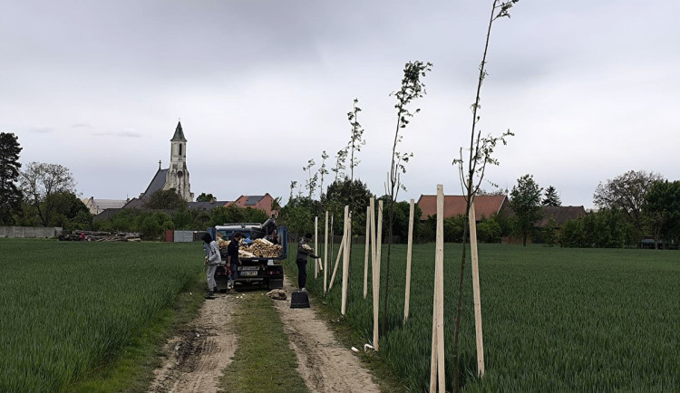 Nadávky kvůli novým stromům. Náhradní výsadba kvůli D1 u Přerova rozlítila zemědělce