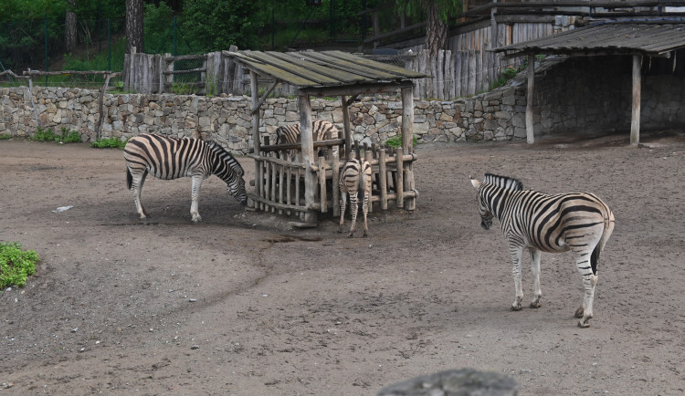 V jihlavské zoo smutní, zebra zemřela při porodu. Další dvě odjely do Polska