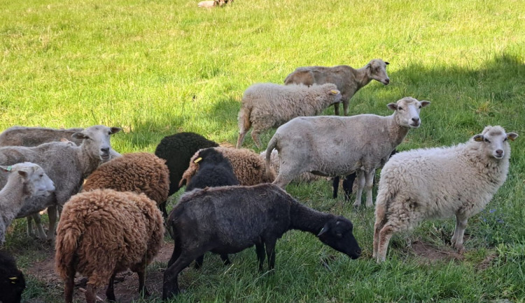 Na Ještědu bude od středy stádo ovcí, pastvu budou mít na sjezdovce