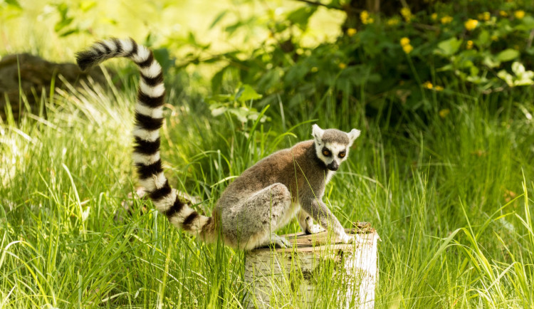 Ostravská zoo odchytila uprchlého lemura kata, krmil se třešněmi