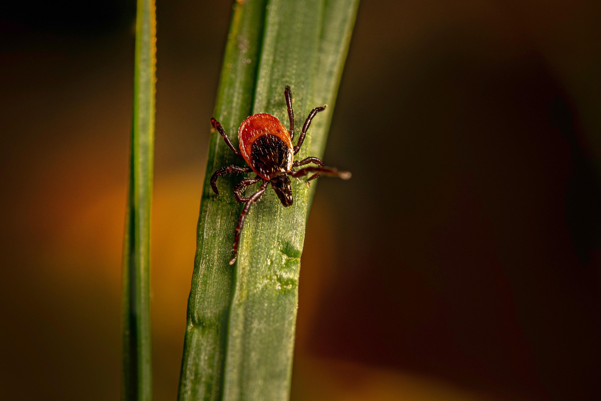 erik_karits-castor-bean-tick-8376615_1920