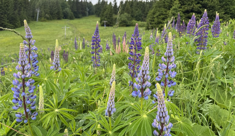 Trhejte vlčí bob, co to jde, vyzývají ochránci přírody návštěvníky Jeseníků. Jde o nepůvodní kytku