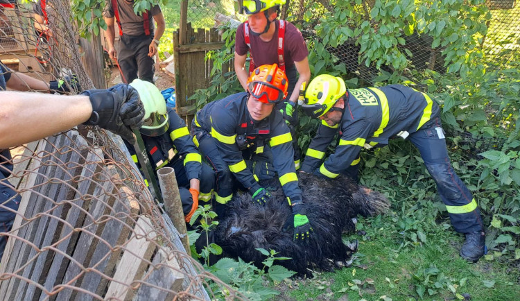 Agresivní pštros zaměstnal hasiče na Boskovicku, chytali ho na čtyři pokusy
