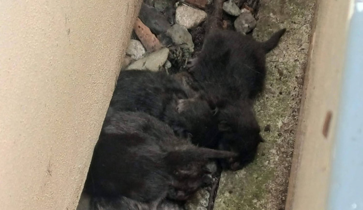 Žena z Prostějova utopila pět zdravých koťátek. Horší než zvíře, středověk, nechápou obyvatelé města