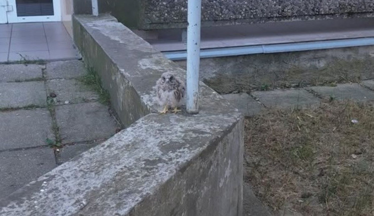 Dvě oznámení během čtvrt hodiny. Strážníci pomohli sovičce i malé strace