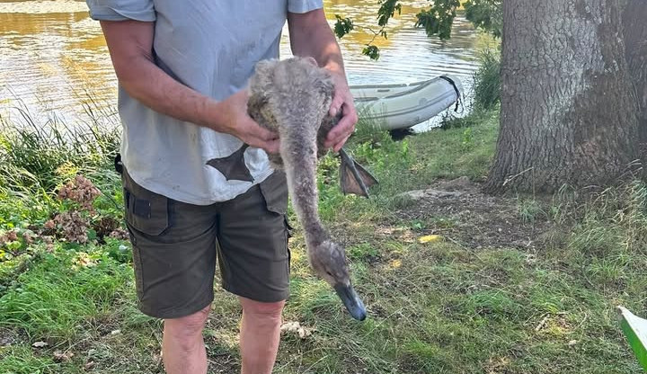 Ze sedmi labuťat zůstala v Litvínovicích jen tři. Jedno zachránila všímavá obyvatelka