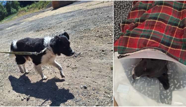 Míša si s páníčkem prožil peklo, veterinární prohlídka odhalila kruté týrání