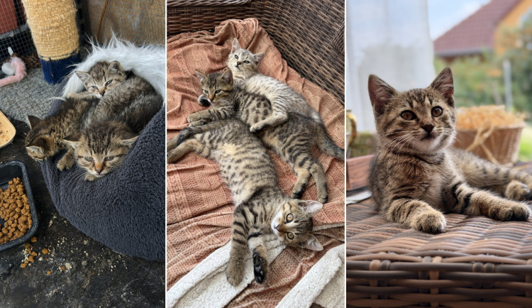Záchranná mise má šťastný konec. Suri, Katy i Šéďa už odjeli do nového domova