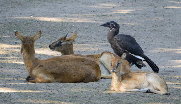 V pražské zoo mohou návštěvníci výjimečně vidět mládě zoborožce kaferského