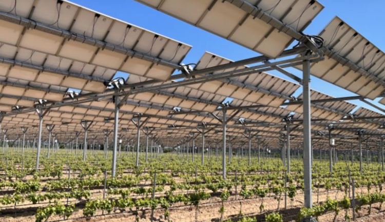 Fotovoltaické panely bramborám ani sóje nevadí, ukazuje dosavadní výzkum na Vysočině