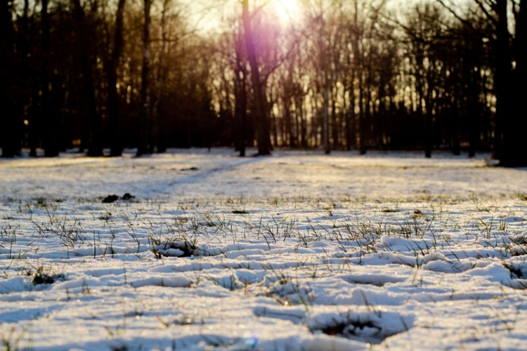 Stromovka - zima 2012
