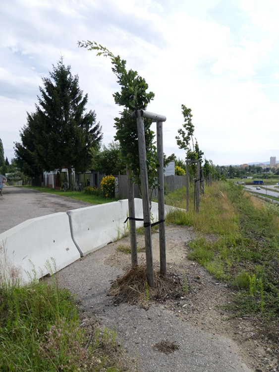 Hanba - foto Jan Skoumal