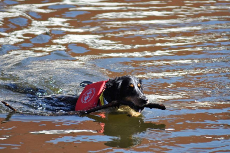 Vodní hry na Malši