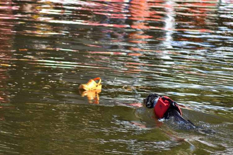 Vodní hry na Malši