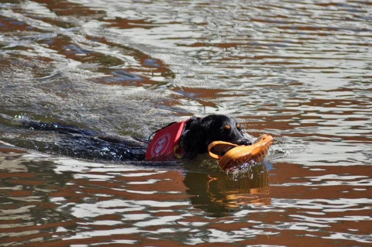 Vodní hry na Malši