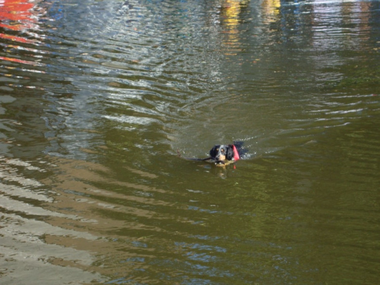 Vodní hry, nebo hry na vodě