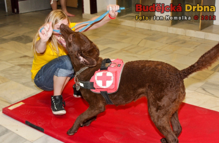 Volejbalový marathon o Pohár Jihočeské univerzity