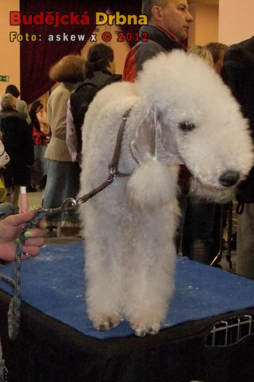 Bedlington teriér