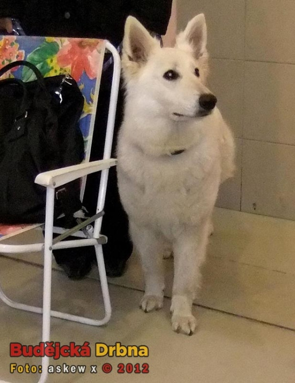 Bílý švýcarský ovčák