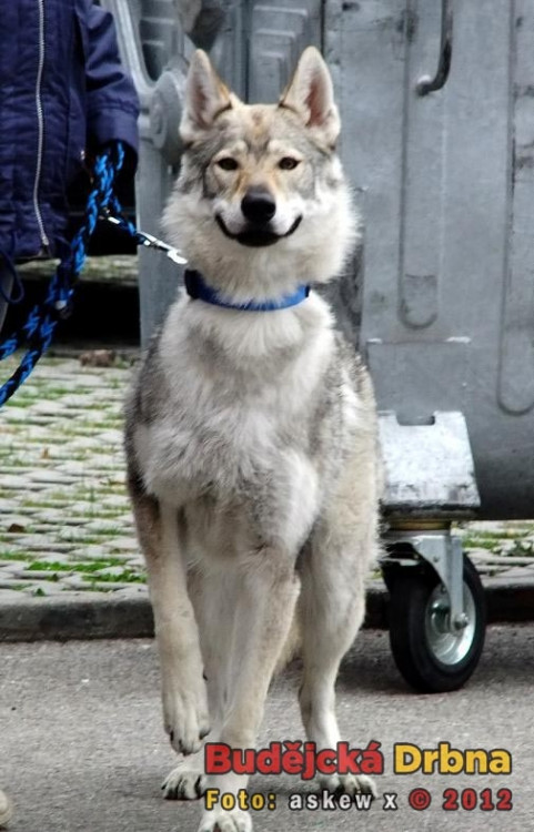 Československý vlčák