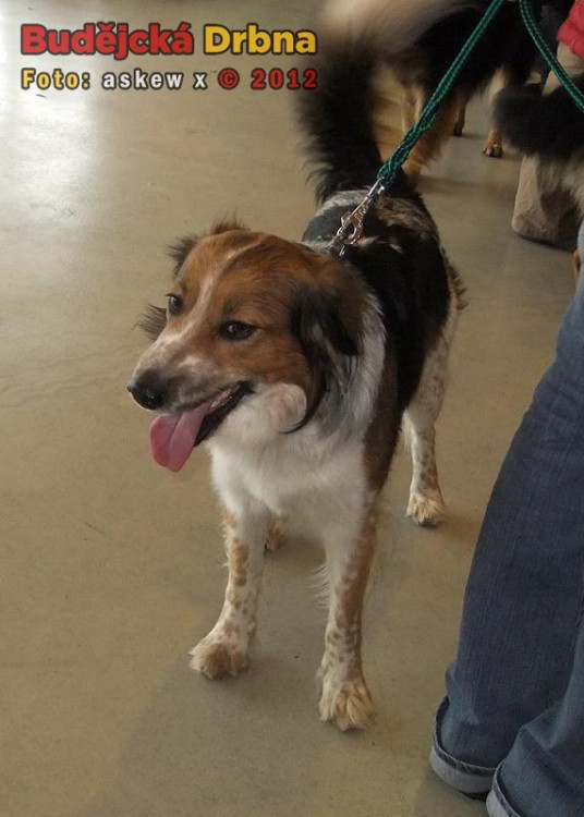 Český strakatý pes