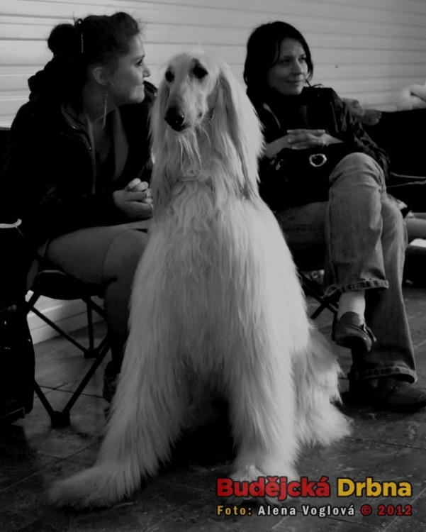 Mezinárodní  výstava psů v Českých Budějovicích