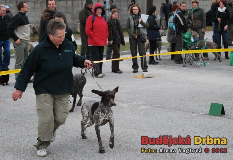 Mezinárodní  výstava psů v Českých Budějovicích