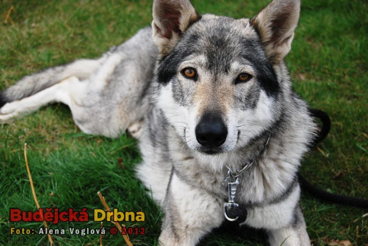 Mezinárodní  výstava psů v Českých Budějovicích