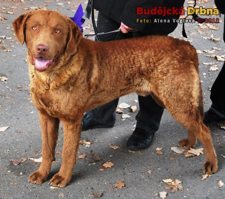 Mezinárodní  výstava psů v Českých Budějovicích