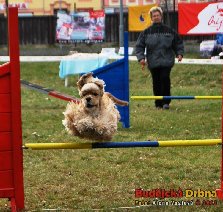 Mezinárodní  výstava psů v Českých Budějovicích