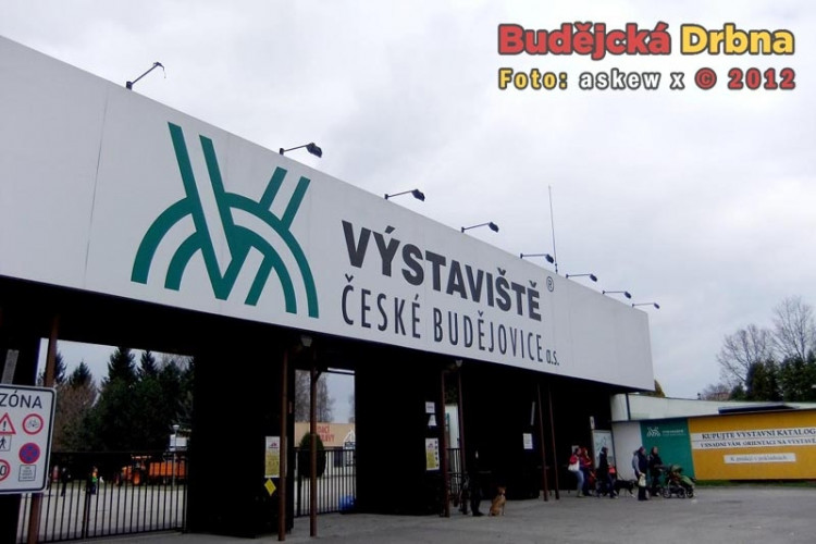 Mezinárodní  výstava psů v Českých Budějovicích