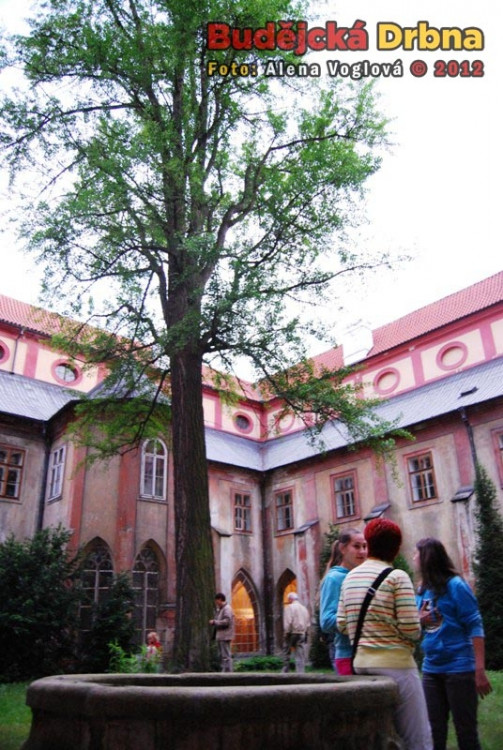 Klášterní kostel ukrývá i kousek zeleně