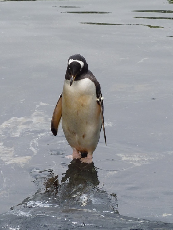 Epizoda 1 - Bergen: Tučňák v Akvarietu
